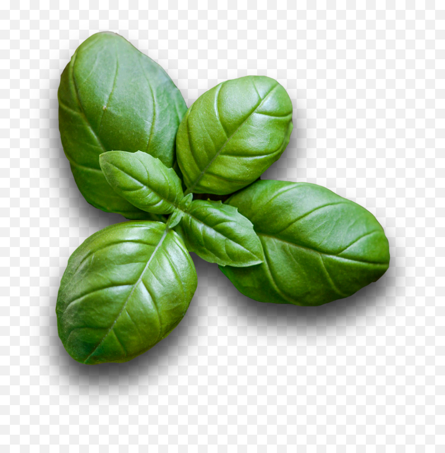 Download Vegetables - Basil Full Size Png Image Pngkit Round Leaf Basil,Basil Png