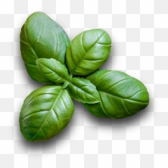 Download Vegetables - Basil Full Size Png Image Pngkit Round Leaf Basil,Basil Png