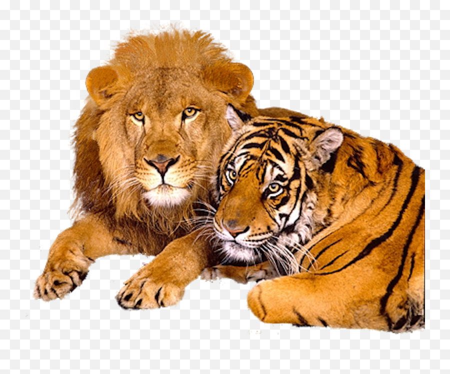 Lion Png Images And Clipart Free Download - Lions And Tigers Together,Tiger Face Png