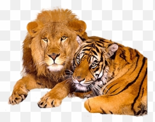 Lion Png Images And Clipart Free Download - Lions And Tigers Together