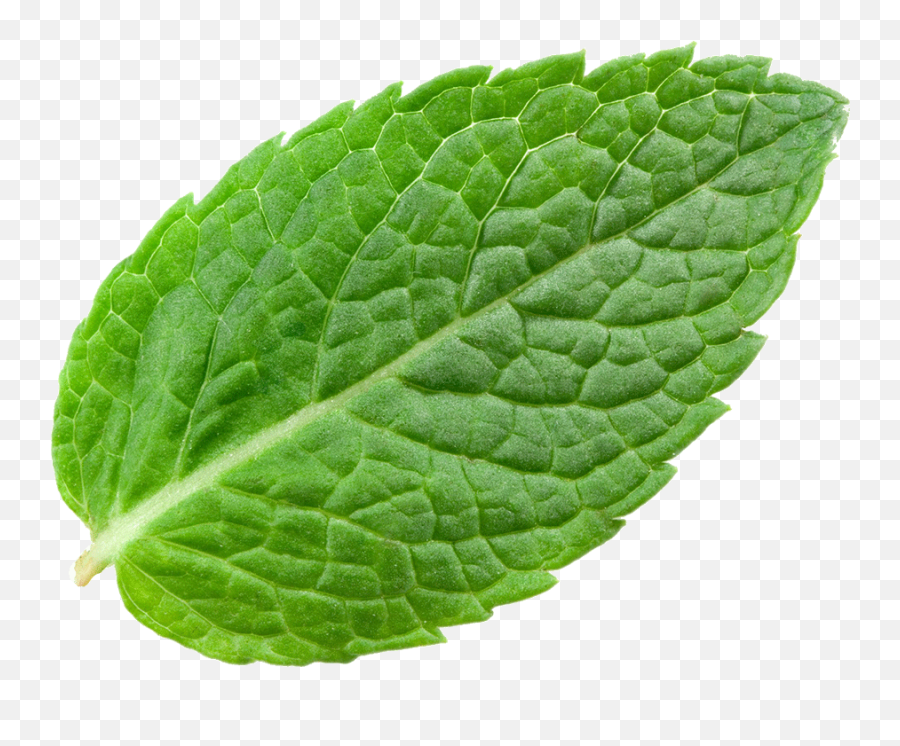 Mint - Transparent Background Mint Leaves Png,Mint Transparent