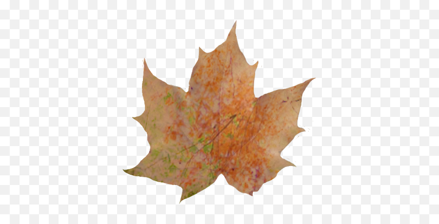Download Hd Fall Leaves Pile Png - Autumn Leaves Leaf With A Shadow,Autumn Transparent