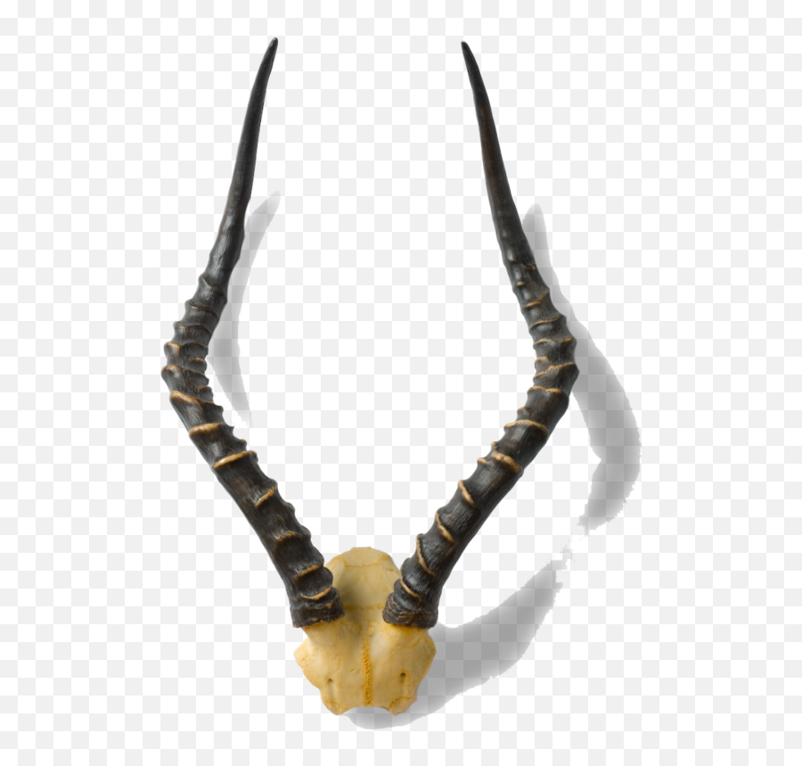 Horn Animal Product Antler Jaw - Antelope Horns Png,Horns Png
