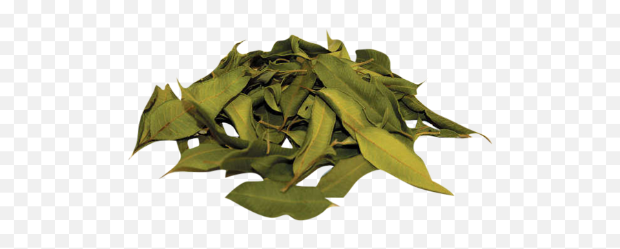 Lemon Myrtle Loose Tea Leaves - Lemon Myrtle Png,Tea Leaves Png