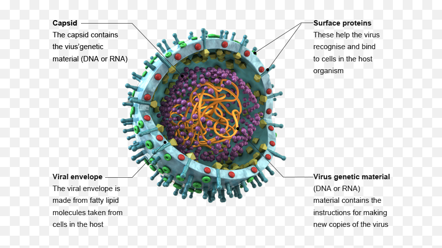 Virus Envelope Transparent Png - Virus Prrs,Virus Transparent