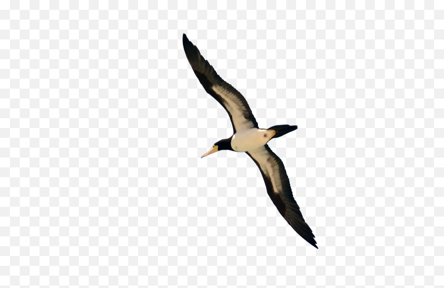Bird Flying Png Image - Bird Flying Png Transparent,Fly Png