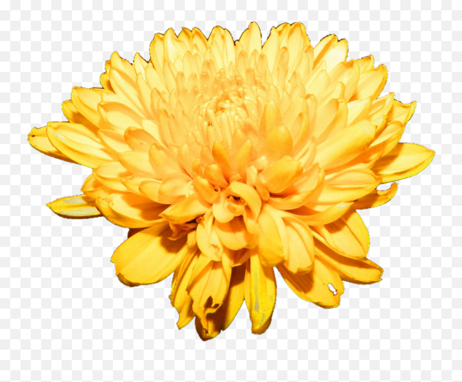 Chrysanthemum Png Free Download - Chrysanthemum Flowers Art Free,Chrysanthemum Png