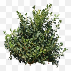 Holly Bush Transparent Png - Stickpng Bush Png,Hedge Png