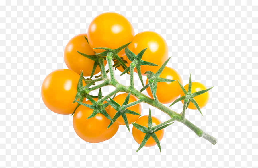 Download Yellow Cherry Tomatoes - Clipping Path Full Size Png,Tomatoes Png