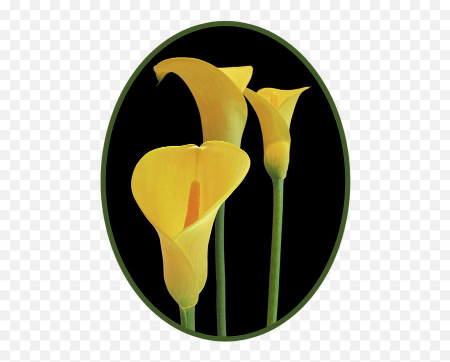 Calla Lilies - Yellow On Black Tshirt Yellow And Black Lilies Png,Calla Lily Png