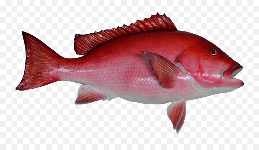 Fish Clip Art - Red Snapper Transparent Background Png,Fish Transparent Background