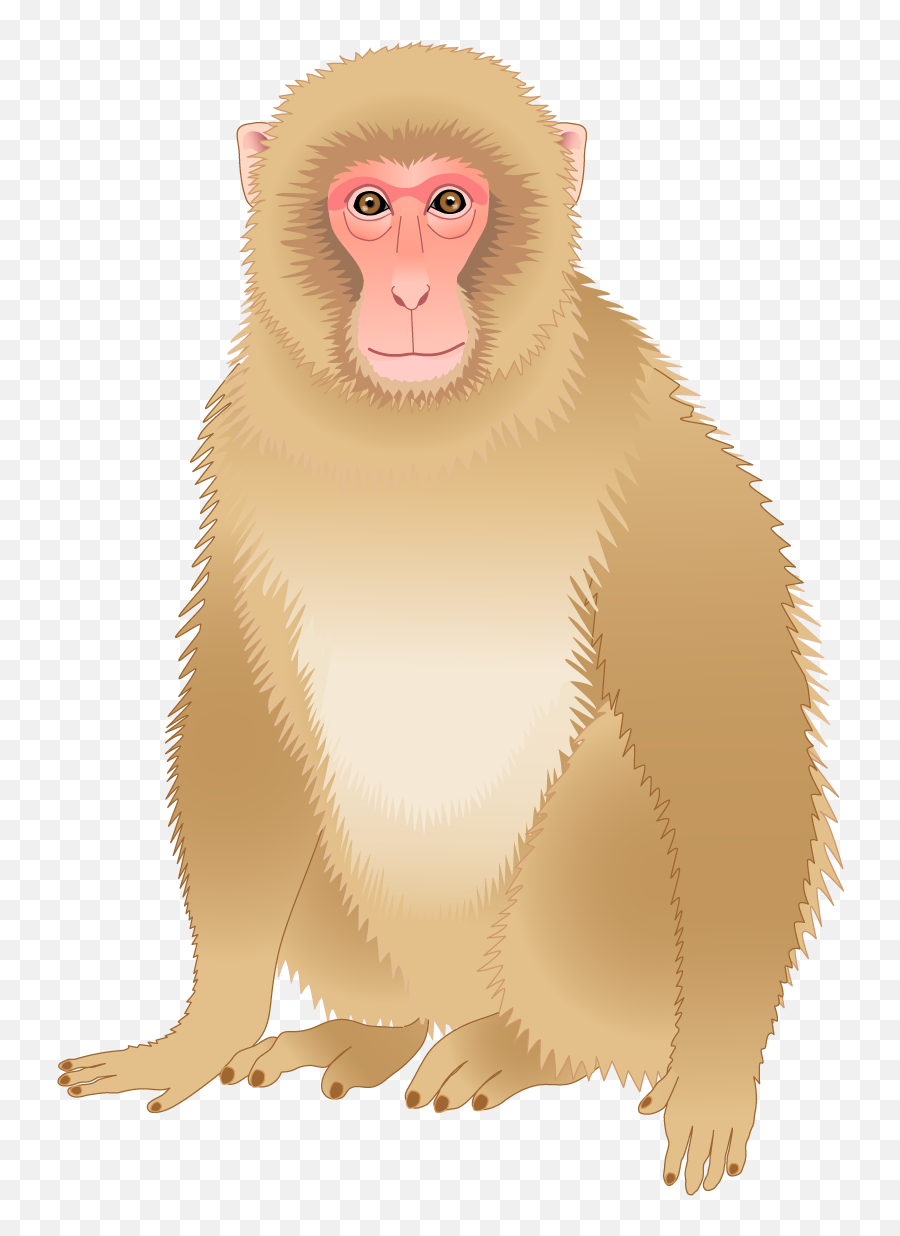 Monkey Download - Monkey Png Download 7871165 Free Rhesus Macaque Rhesus Monkey Cartoon,Monkey Transparent