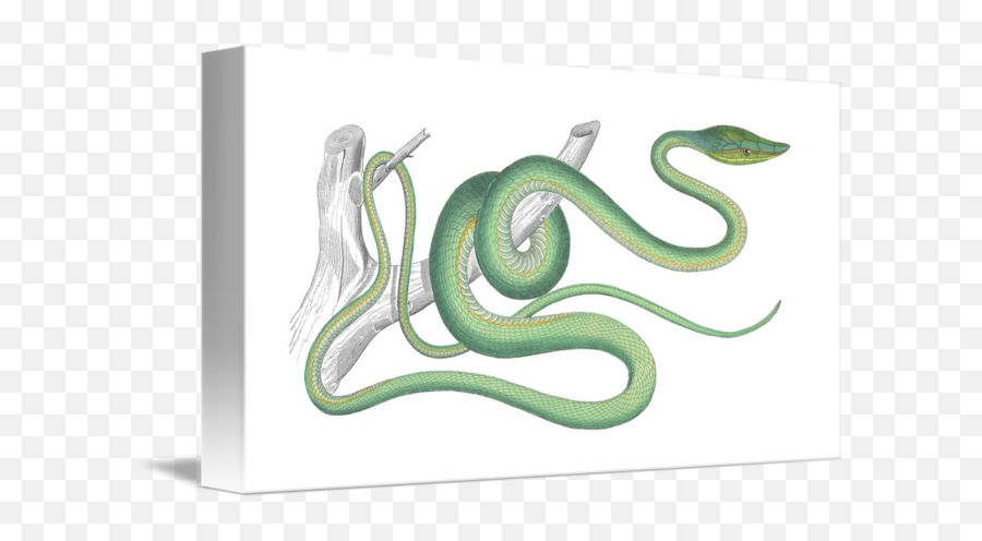 Green Vine Snake By Chad Arment - Serpent Png,Green Snake Png