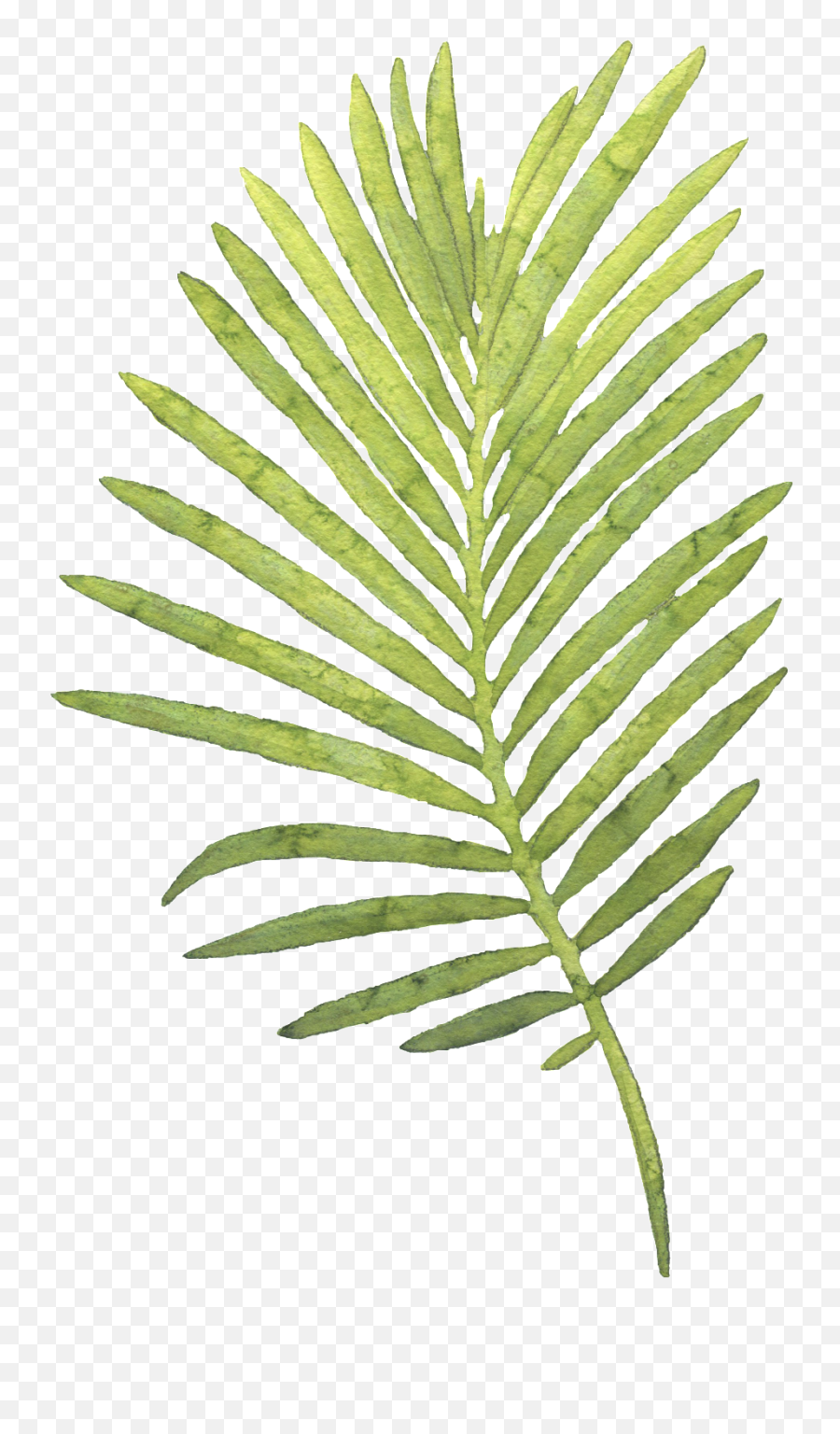 Palm Leaves Png - Watercolor Palm Leaf Png,Palm Tree Leaves Png