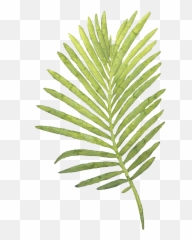 Palm Leaves Png - Watercolor Leaf