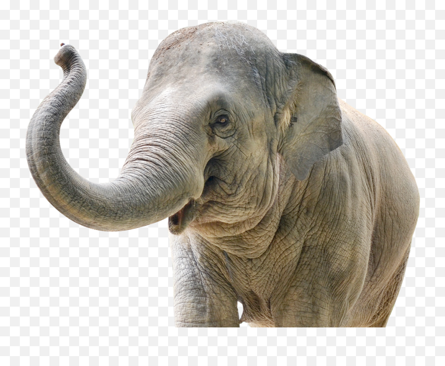 Download The Carden International Circus Is Committed 110 Png Elephant