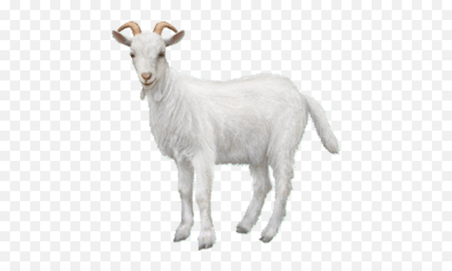 Goat Png Background Image - Goat Transparent Background,Goats Png