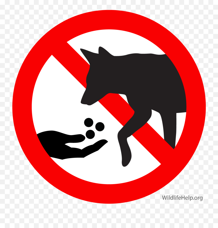 Coyote In Massachusetts - Don T Feed Animals Png,Animal Den Icon