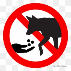 Coyote In Massachusetts - Don T Feed Animals png