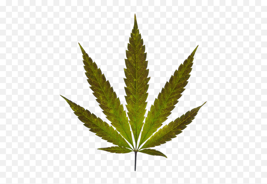 Weed Vancouver Archives - Cannabismedicaldictionarycom Cannabis Leaf Vector Png,Heatilator Icon 80