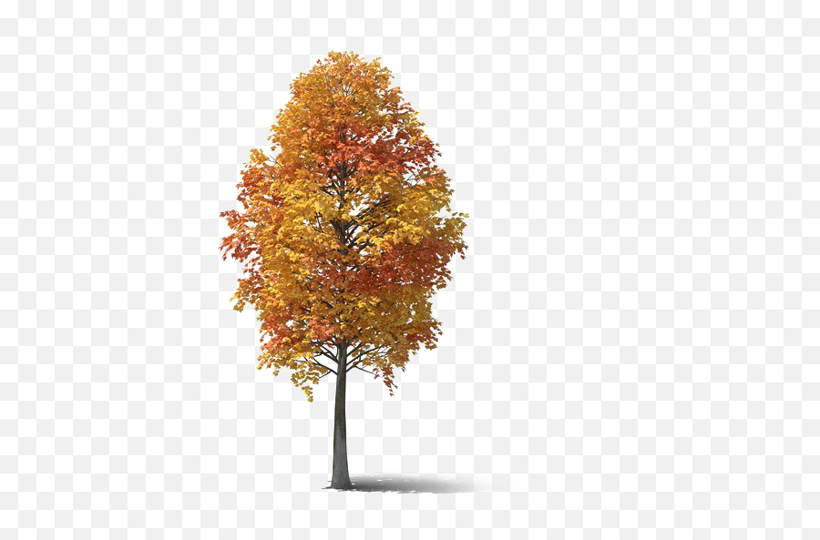 Fall Tree Png Photo - Maple Leaf,Orange Tree Png