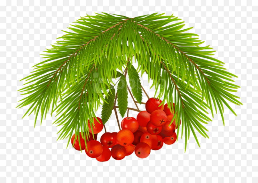 Christmas Holly Berries Png Images - Portable Network Graphics,Christmas Holly Png