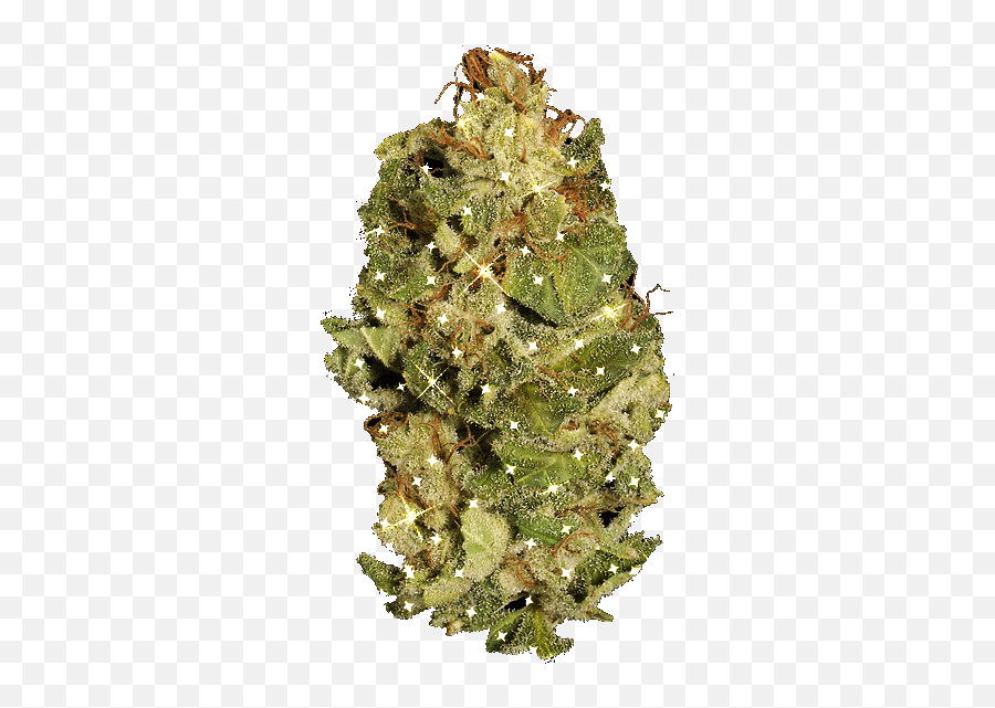 Smoke Weed Everyday Marijuana Gif Wifflegif - Oregon Pine Png,Weed Transparent Background