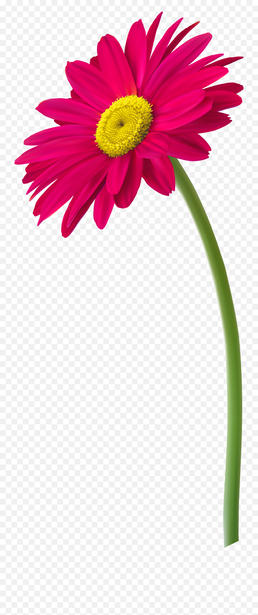 Download Free Png Pink Gerbera Flower - Pink Gerbera Png,Flower Png Images