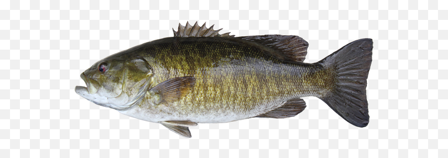 15 Bass Fish Png For Free Download - Webdesign Smallmouth Bass Fish Png,Bass Png