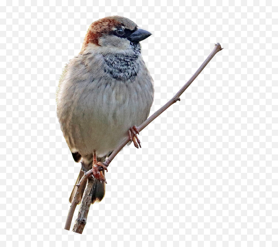 Sparrow Bird Perched - Free Photo On Pixabay House Sparrow Png,Sparrow Png