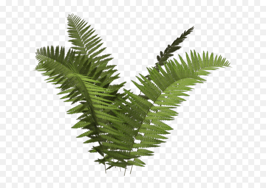 Transparent Fern Background Picture - Fern Png,Fern Png