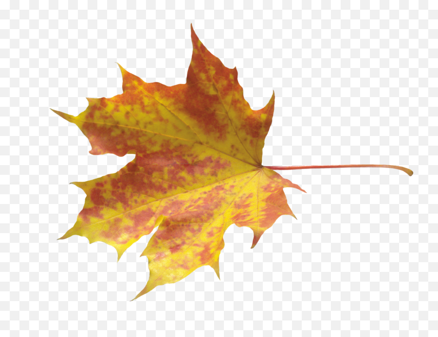 Autumn Leaves Png Image - Leaves Daun Png,Autumn Leaves Png