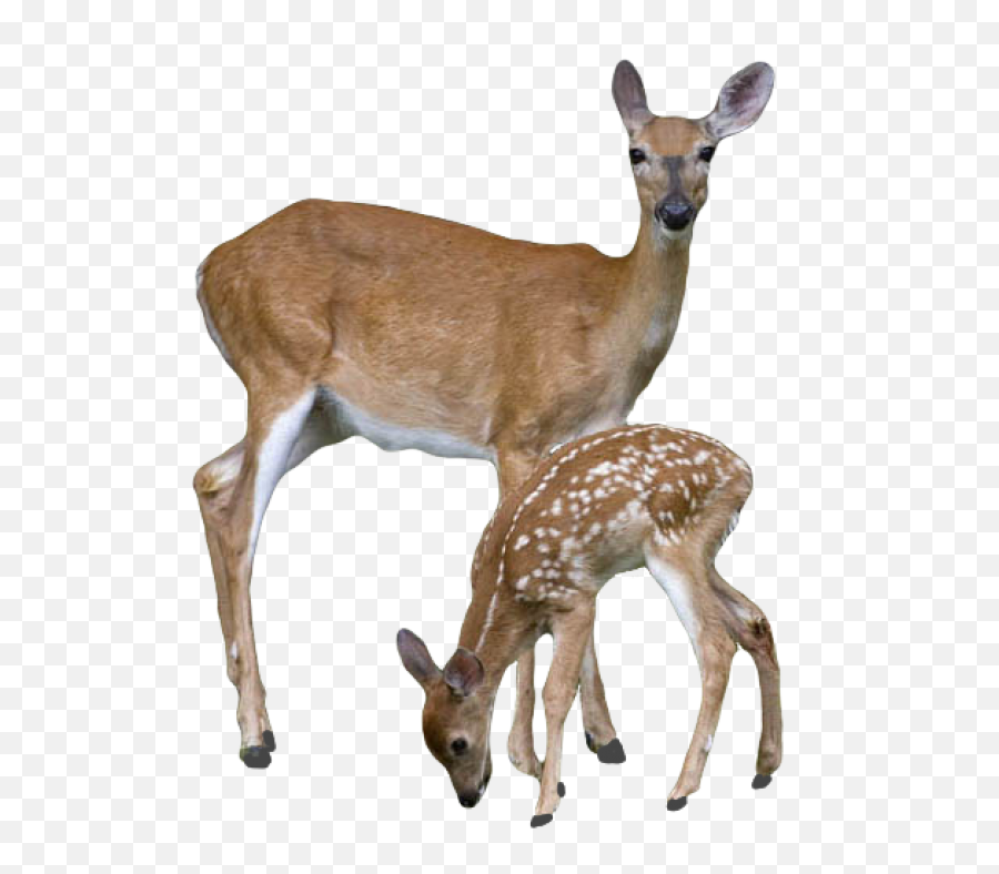 Transparent Deer With Baby Png - Deer Png,Buck Png