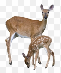 Transparent Deer With Baby Png - Deer Png,Buck Png