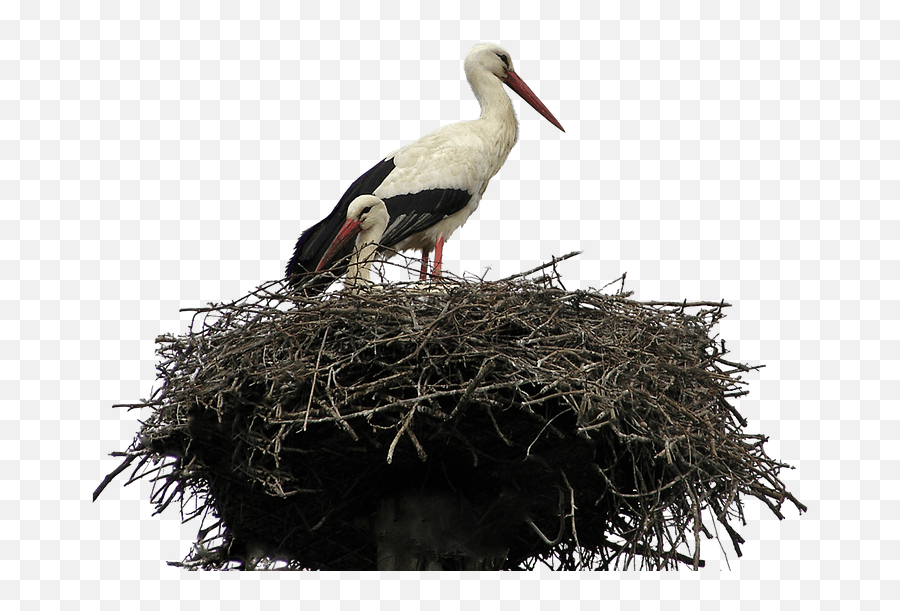 Stork Png Clipart - Birds In Nest Png,Stork Png