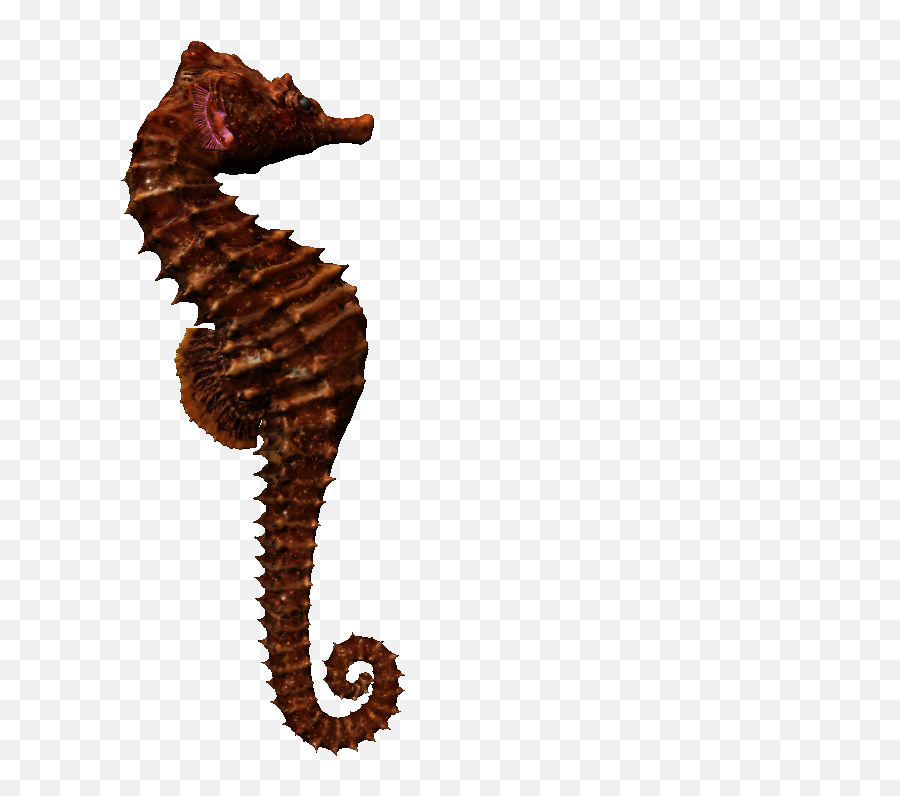 Download Hd Sea - Horse Northern Seahorse Transparent Png Vida Marina Art,Seahorse Png