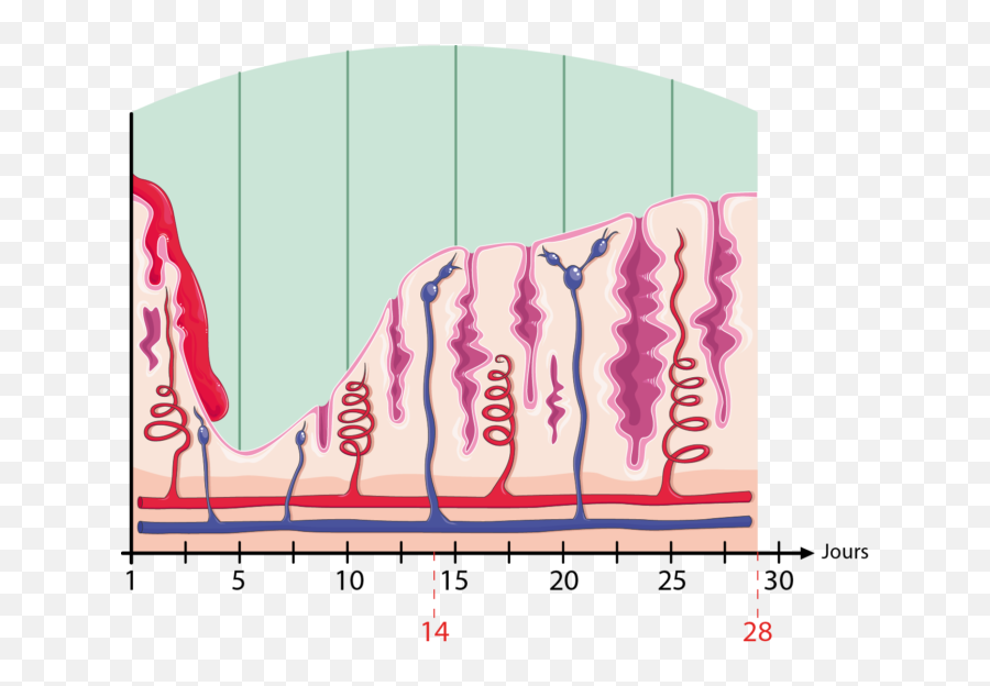 Uterine Cycle - Servier Medical Art Cycle Uterine Png,Uterus Png