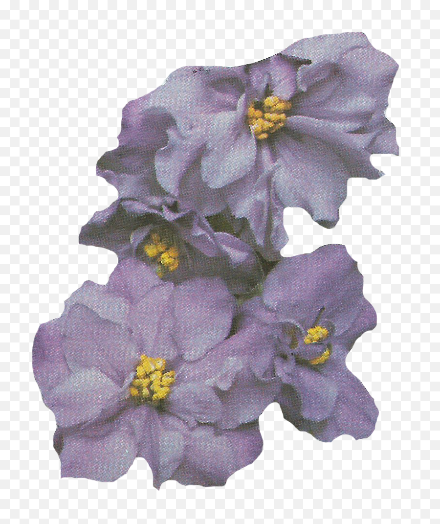 Full Size Png - Artificial Flower,Violets Png