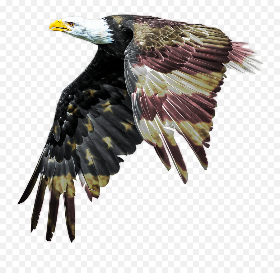Bald Eagle Patriotism American Flag Freedombald - Patritoic Eagle Transparent Png,American Flag Png Free