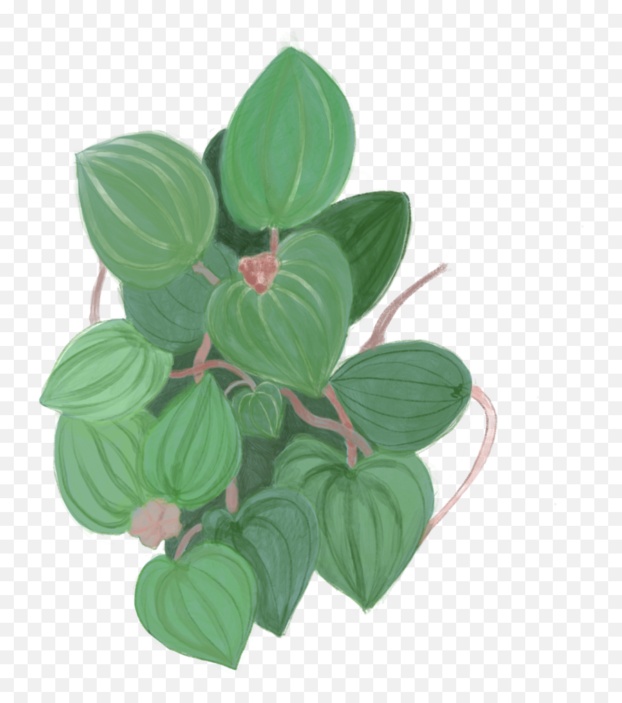 Green Leaves Original Ordinary - Arrowroot Family Png,Green Leaves Png