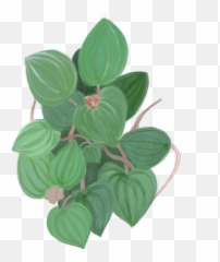 Green Leaves Original Ordinary - Arrowroot Family png