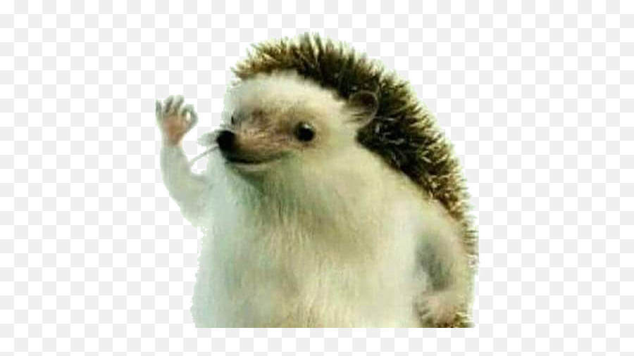 Download U003e - Haha Yes Really Really Like This Image Really Really Really Like This Image Hedgehog Png,Hedgehog Png