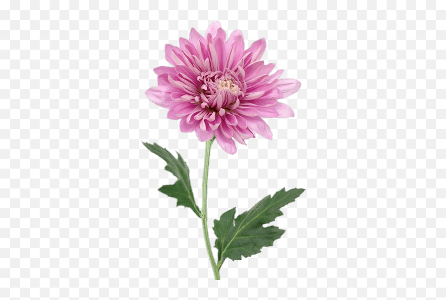 Pink Chrysanthemum Transparent Png - Pink Chrysanthemum Png,Chrysanthemum Png