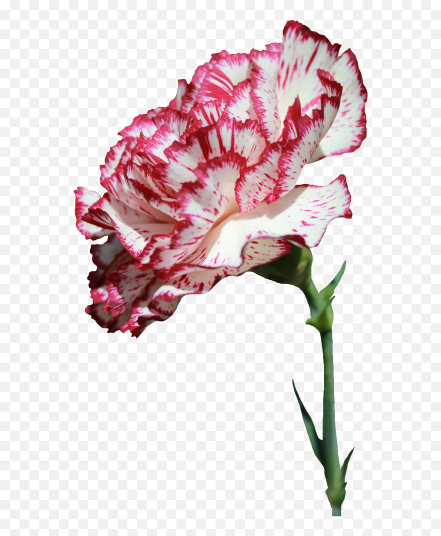 Carnation Flower Png Transparent Images - Carnation Flower Png Transparent,Carnation Png