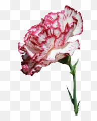 Carnation Flower Png Transparent Images - Carnation Flower Png Transparent,Carnation Png