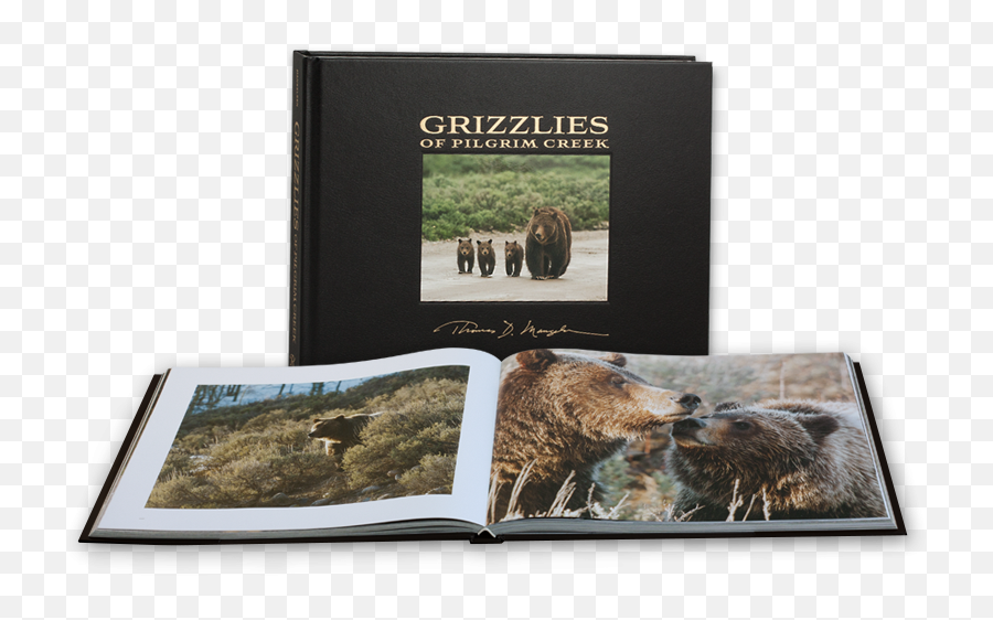 Grizzlies Of Pilgrim Creek - Photographic Paper Png,Grizzlies Logo Png