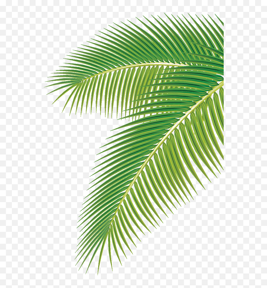 Euclidean Vector Clip Art - Palm Tree Leaf Vector Png,Palm Tree Leaves Png
