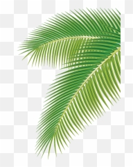 Euclidean Vector Clip Art - Palm Tree Leaf png