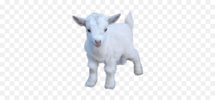 Goats Transparent Png Images - Baby Nigerian Dwarf Goats,Goats Png