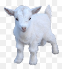 Goats Transparent Png Images - Baby Nigerian Dwarf Goats,Goats Png